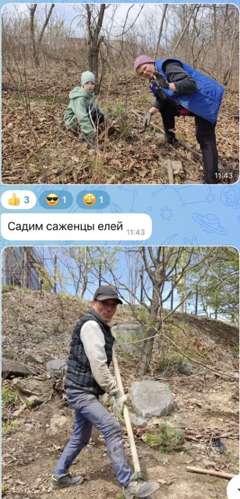 1 мая в СНТ «Окунь» высажено 200 саженцев елей